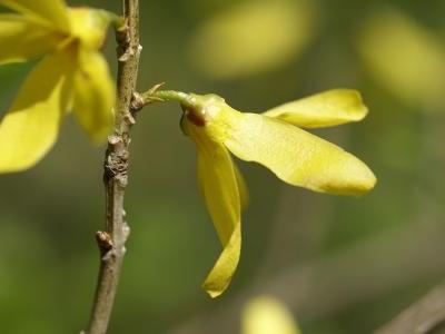 forsythia-viridissima-2