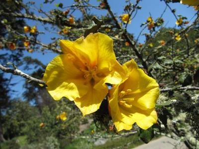 fremontodendron-california-glory-1