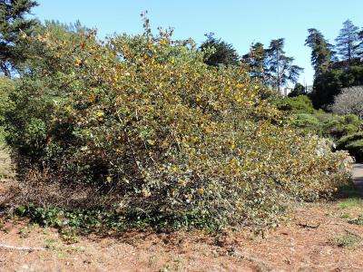 fremontodendron-de-californie-1