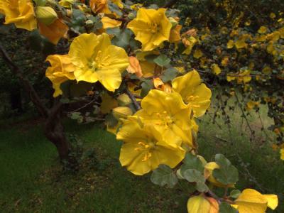 fremontodendron-de-californie-2