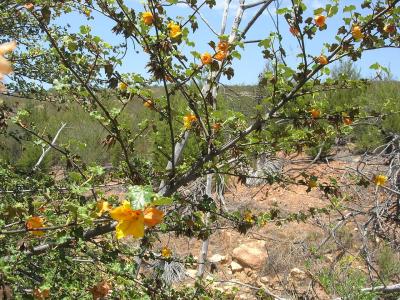 fremontodendron-du-mexique-1