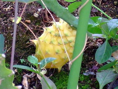 fruit-du-dragon-jaune-1