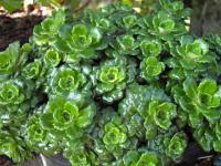 Saxifrage des ombrages