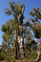 Eucalyptus de Delegate