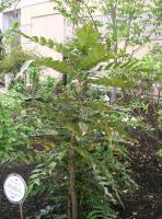 Mahonia à feuilles de lomaria