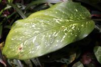 Dieffenbachia amoena