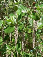 Garrya à feuilles de buis