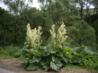 Rhubarbe officinale