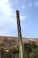 Cactus totem