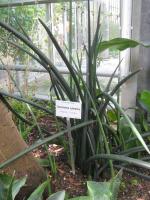 Sansevieria à feuilles cylindriques