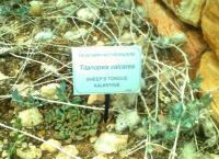 Titanopsis calcarea