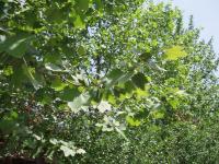 Platane à feuilles d'érable
