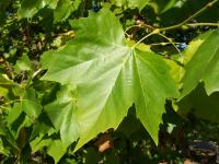 Platane à feuilles d'érable