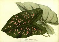 Caladium bicolore