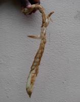 Curcuma angustifolia