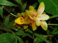 Curcuma angustifolia