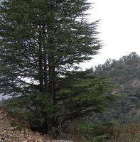 Cèdre du Liban