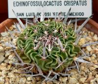 Stenocactus crispatus