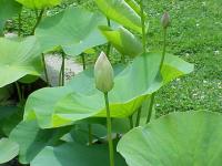 Lotus sacré