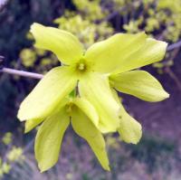 Forsythia viridissima