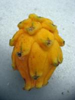 Fruit du dragon jaune