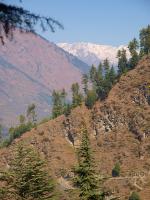 Cèdre de l'Himalaya
