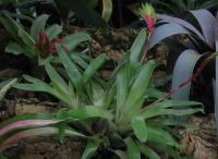 Vriesia carinata