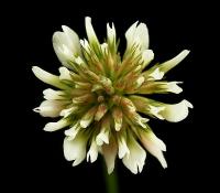 Graines De Trèfle Blanc - 50g Pour Sol Vivant Et Jardin Naturel | Couvre-sol Azoté, Prairie Fleurie, Engrais Vert