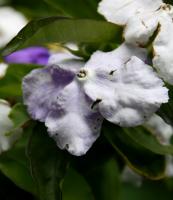 Brunfelsia pauciflore
