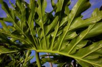 Philodendron de Sello