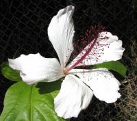 Hibiscus parfumé