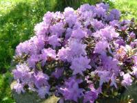Rhododendron emmêlé