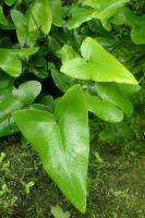 Hémionite à feuilles d'arum
