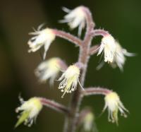 Tiarelle polyphylla