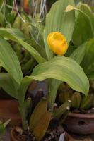 Orchidée-tulipe