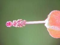 Hibiscus piment