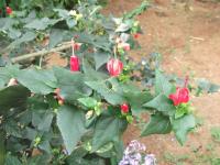 Hibiscus piment