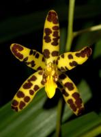 Orchidée-léopard