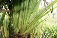 Palmier à vis