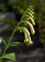 Fuchsia du Cap