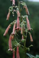 Fuchsia du Cap