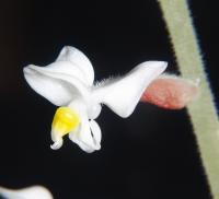 Orchidée bijou