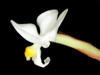 Orchidée bijou