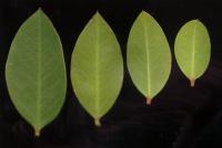 Acokanthère à feuilles opposées