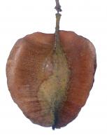Chigomier apiculatum