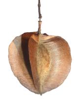 Chigomier apiculatum
