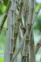Dendrobium moschatum