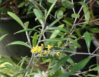 Corokia à feuilles de buddleia
