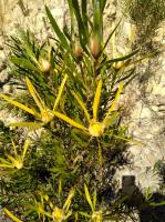 Leucadendron à feuilles d'eucalyptus