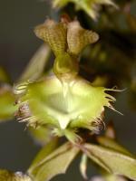 Catasetum fimbriatum